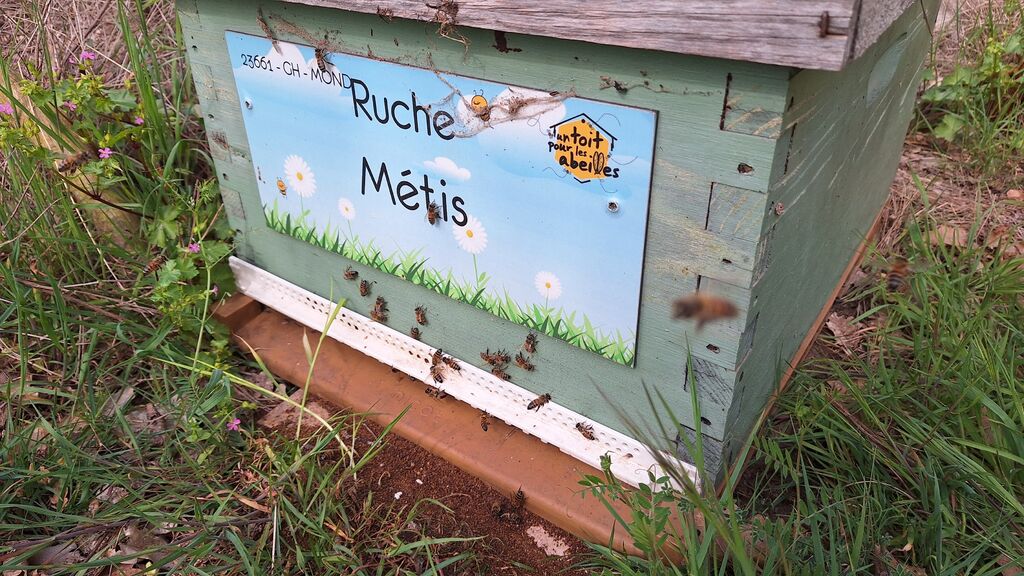 La ruche Métis