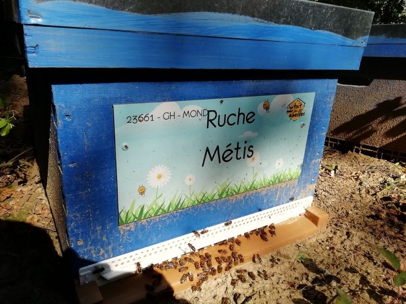 La ruche Métis