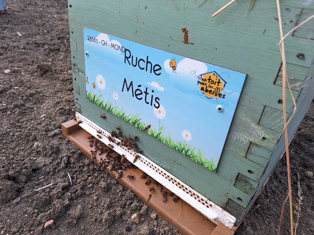 La ruche Métis