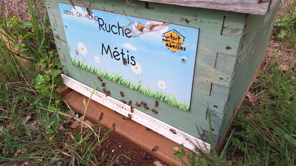 La ruche Métis