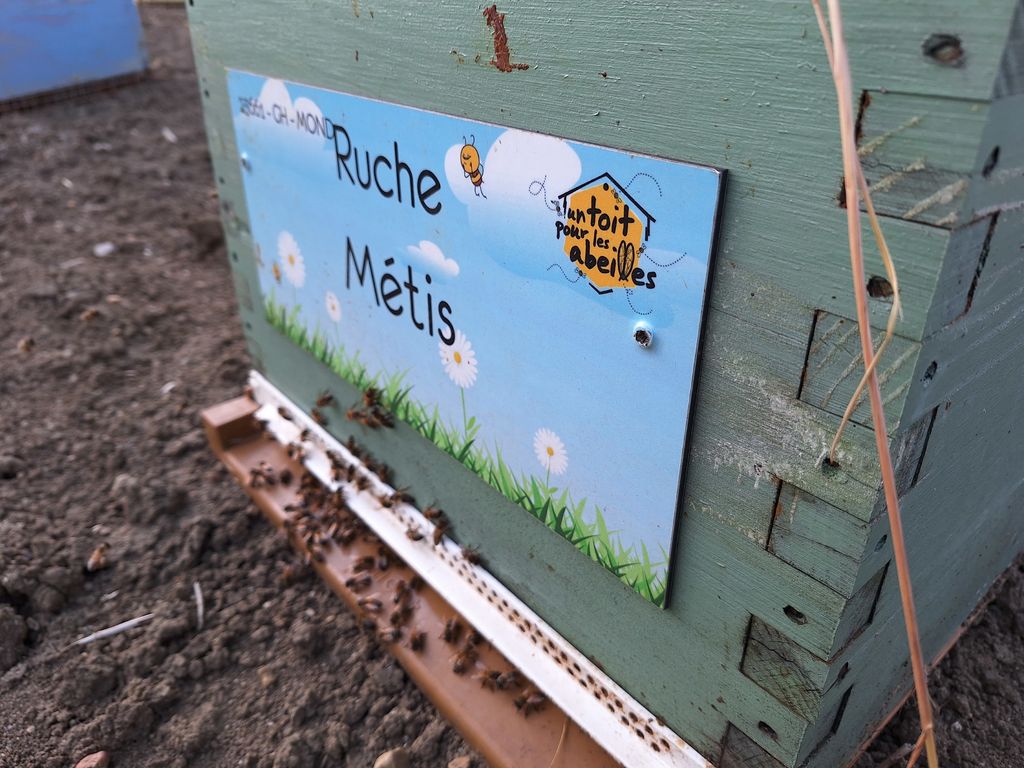 La ruche Métis