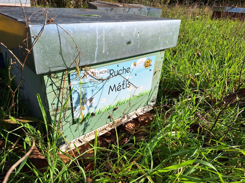La ruche Métis