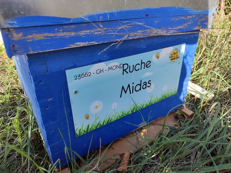 La ruche Midas