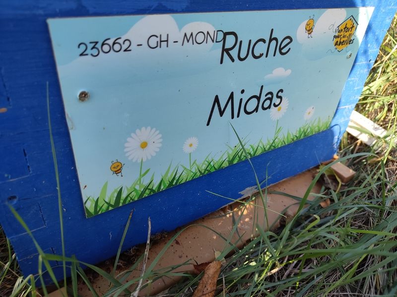 La ruche Midas