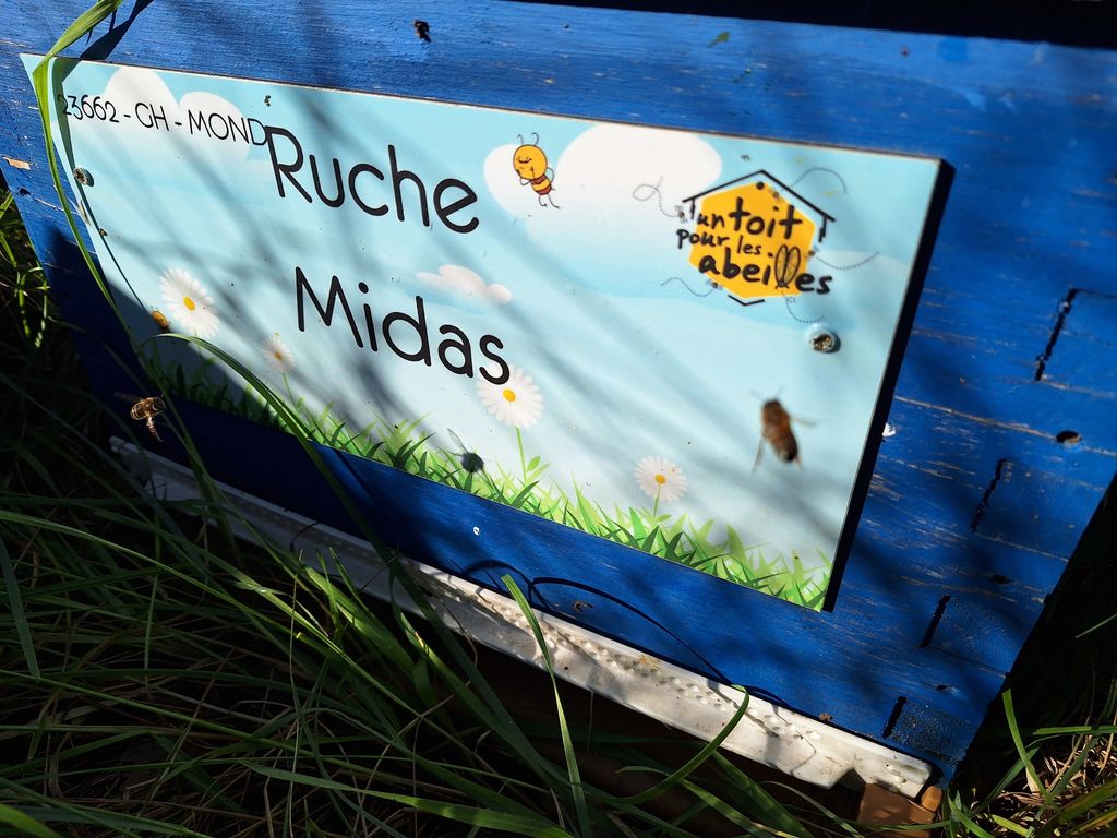 La ruche Midas