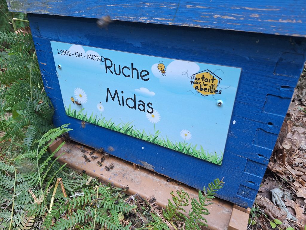 La ruche Midas