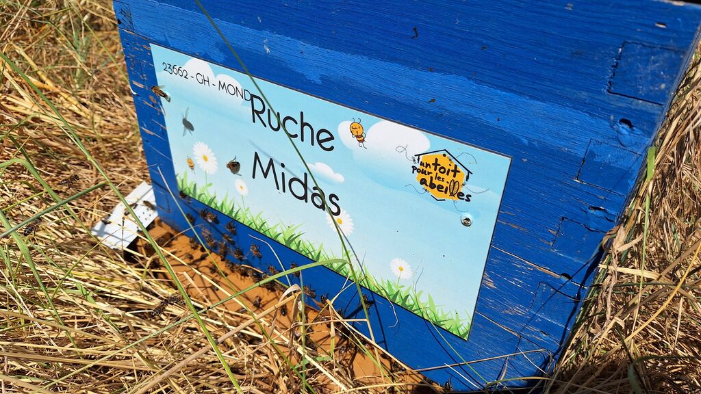 La ruche Midas