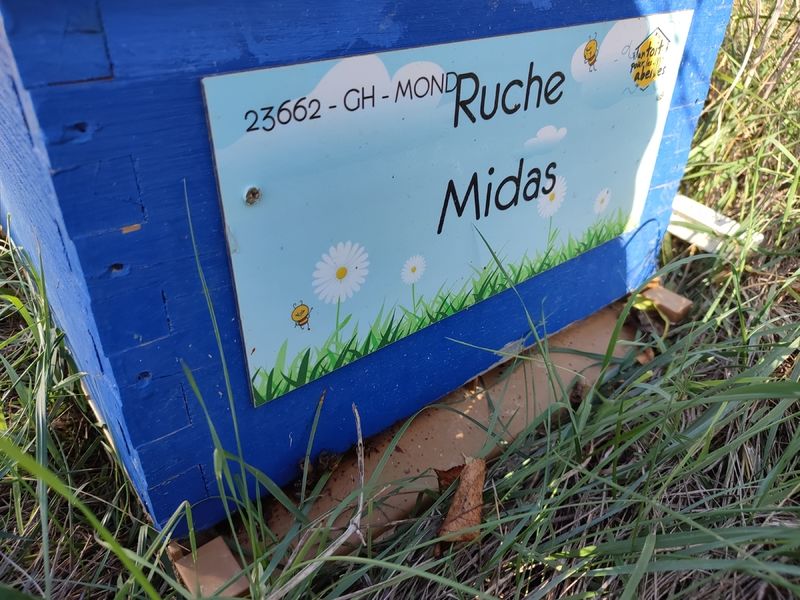 La ruche Midas