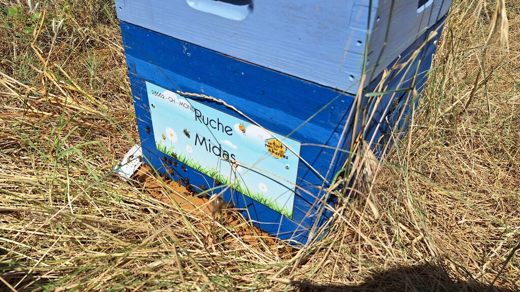 La ruche Midas
