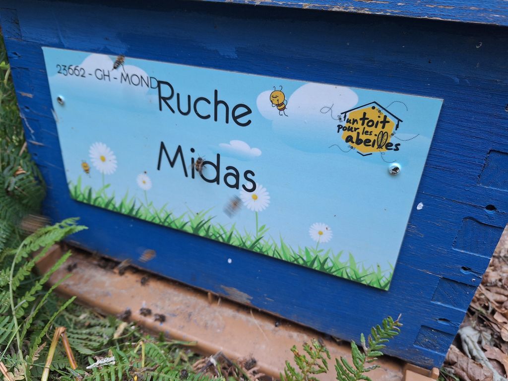 La ruche Midas