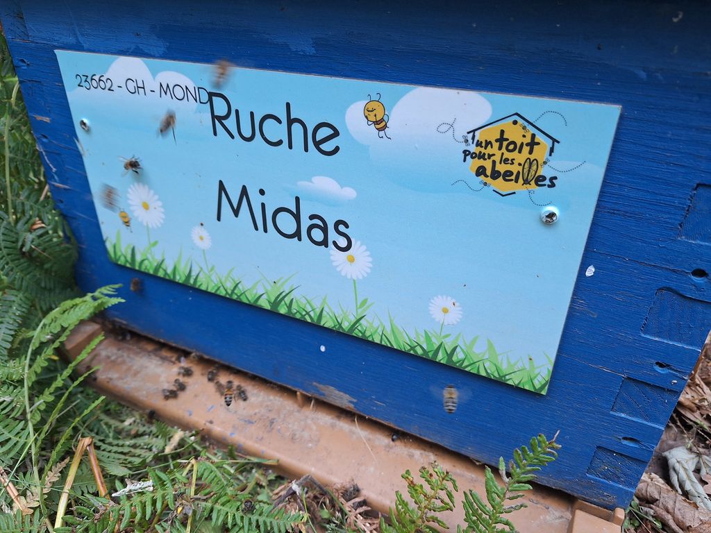 La ruche Midas