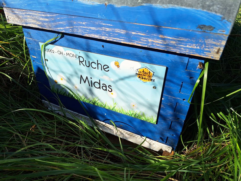 La ruche Midas