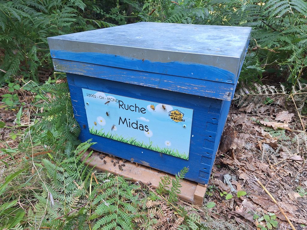 La ruche Midas