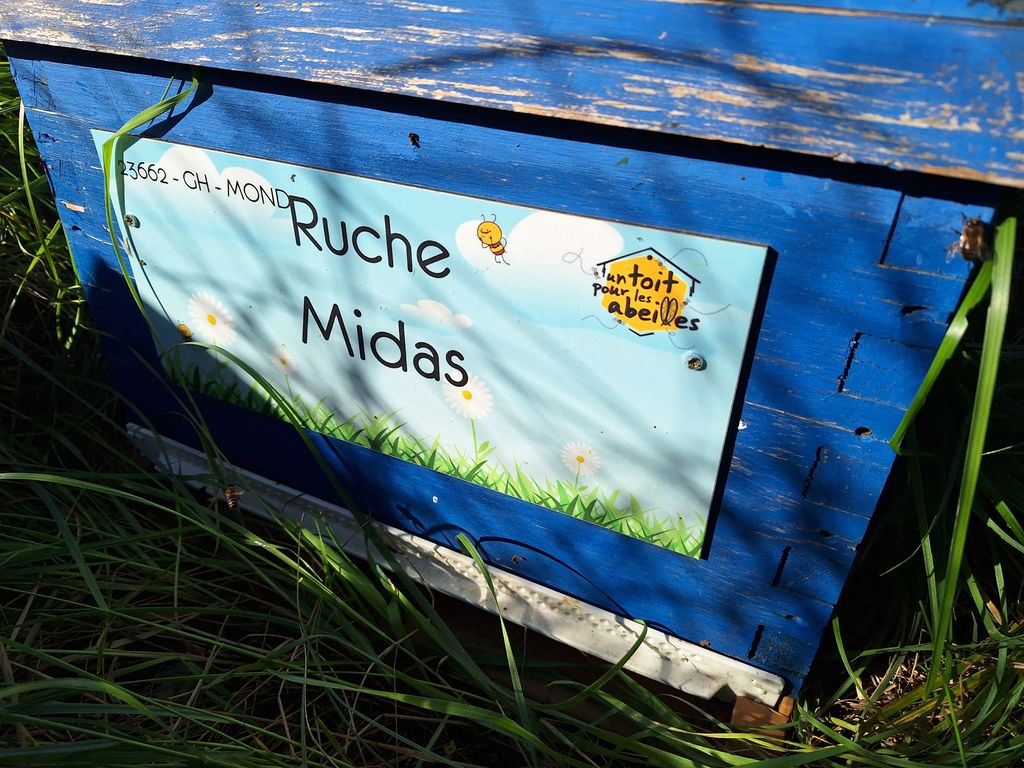 La ruche Midas