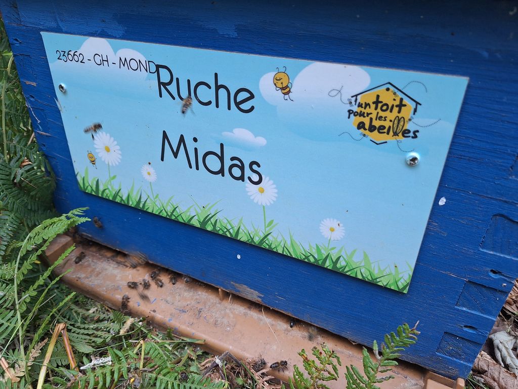 La ruche Midas