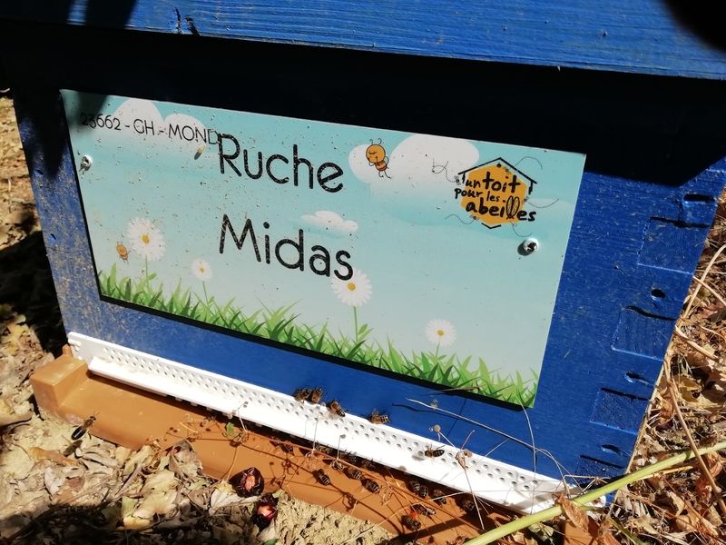 La ruche Midas