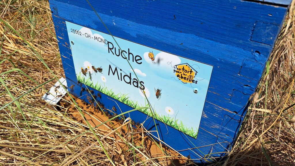 La ruche Midas