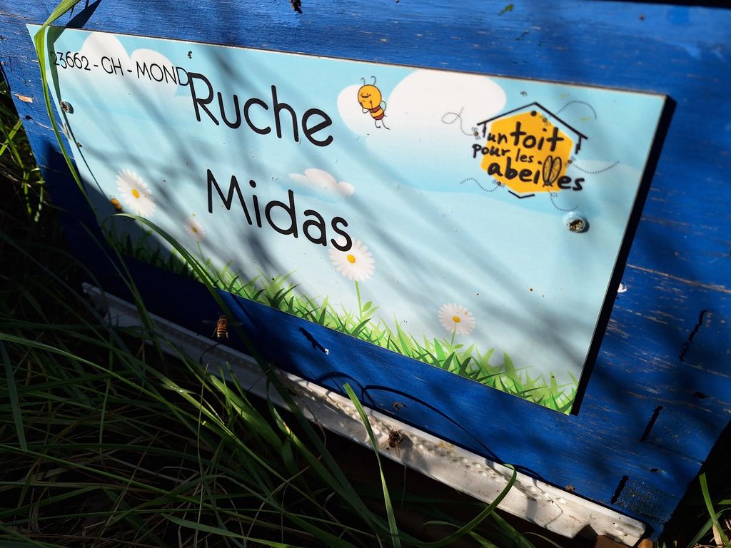 La ruche Midas