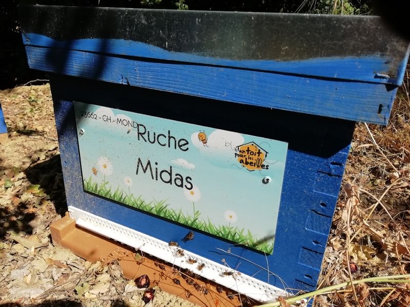 La ruche Midas