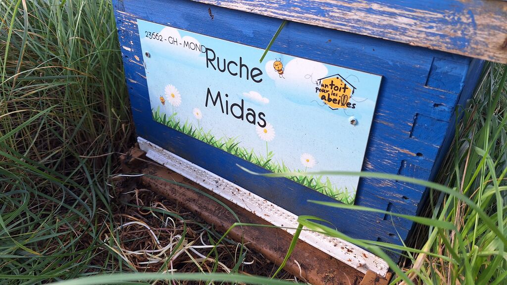 La ruche Midas