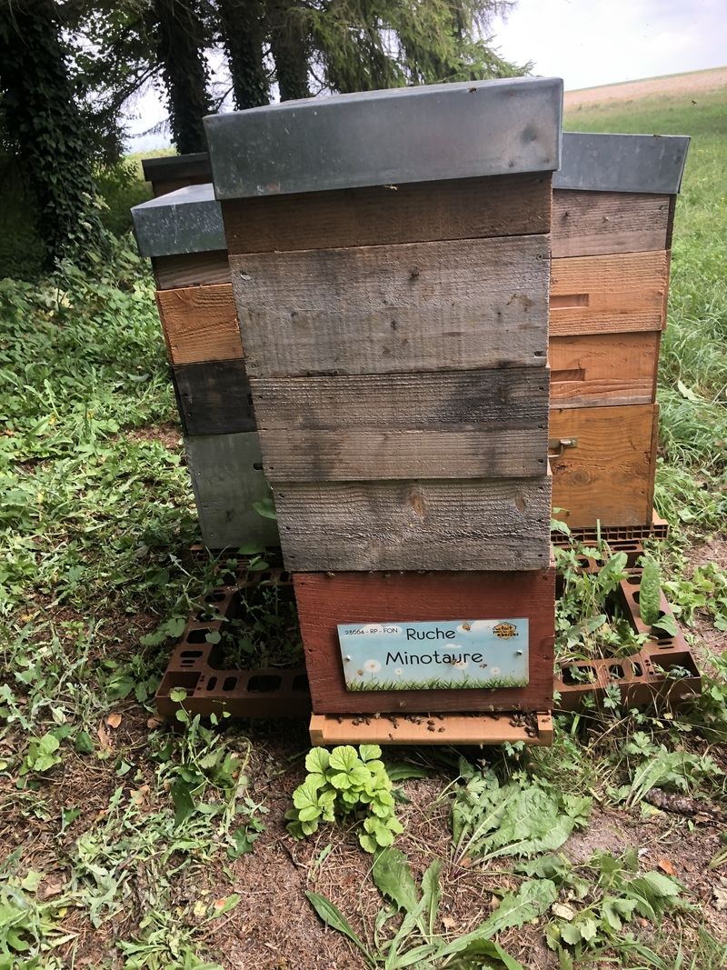 La ruche Minotaure