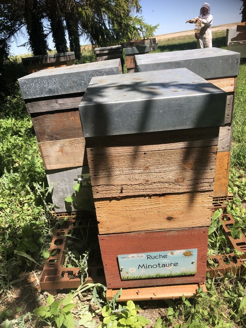 La ruche Minotaure