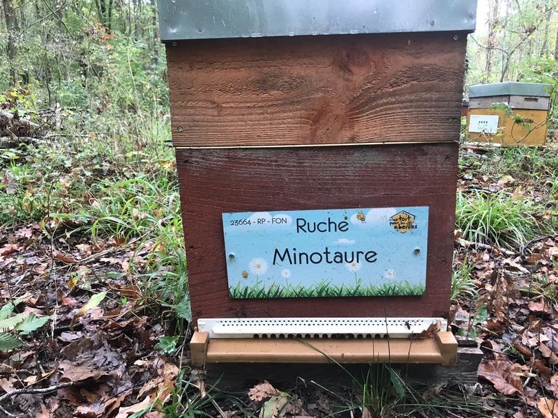 La ruche Minotaure