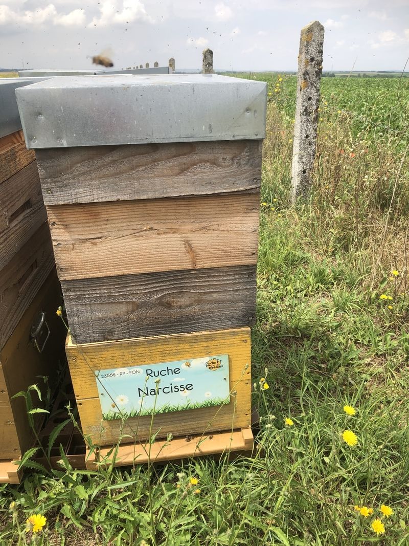 La ruche Narcisse