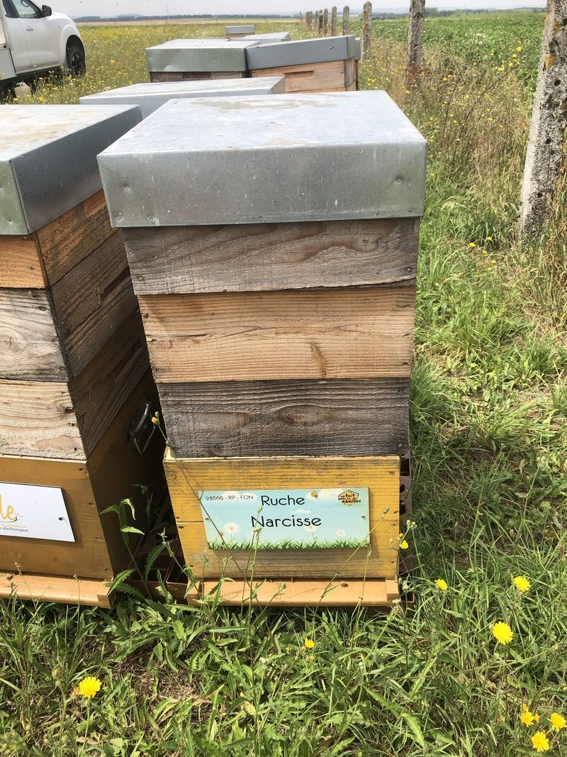 La ruche Narcisse