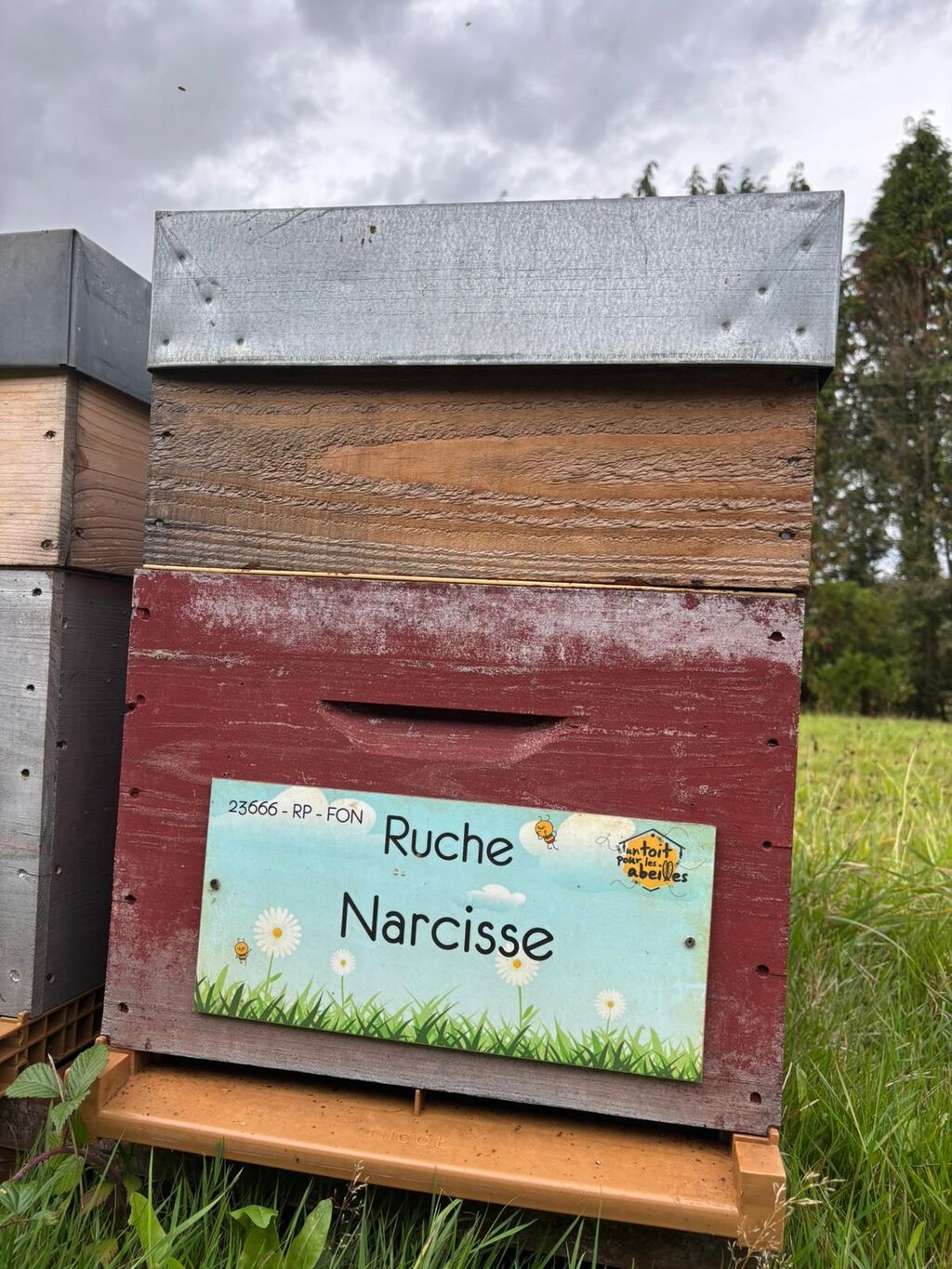 La ruche Narcisse