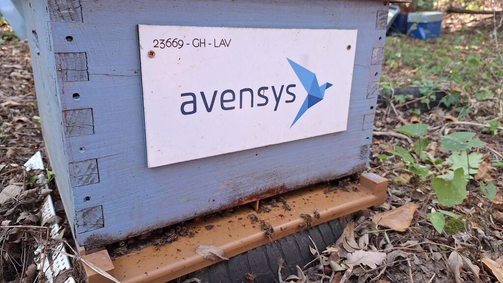 La ruche Avensys