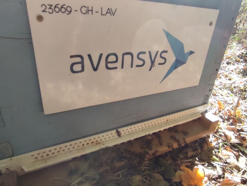 La ruche Avensys