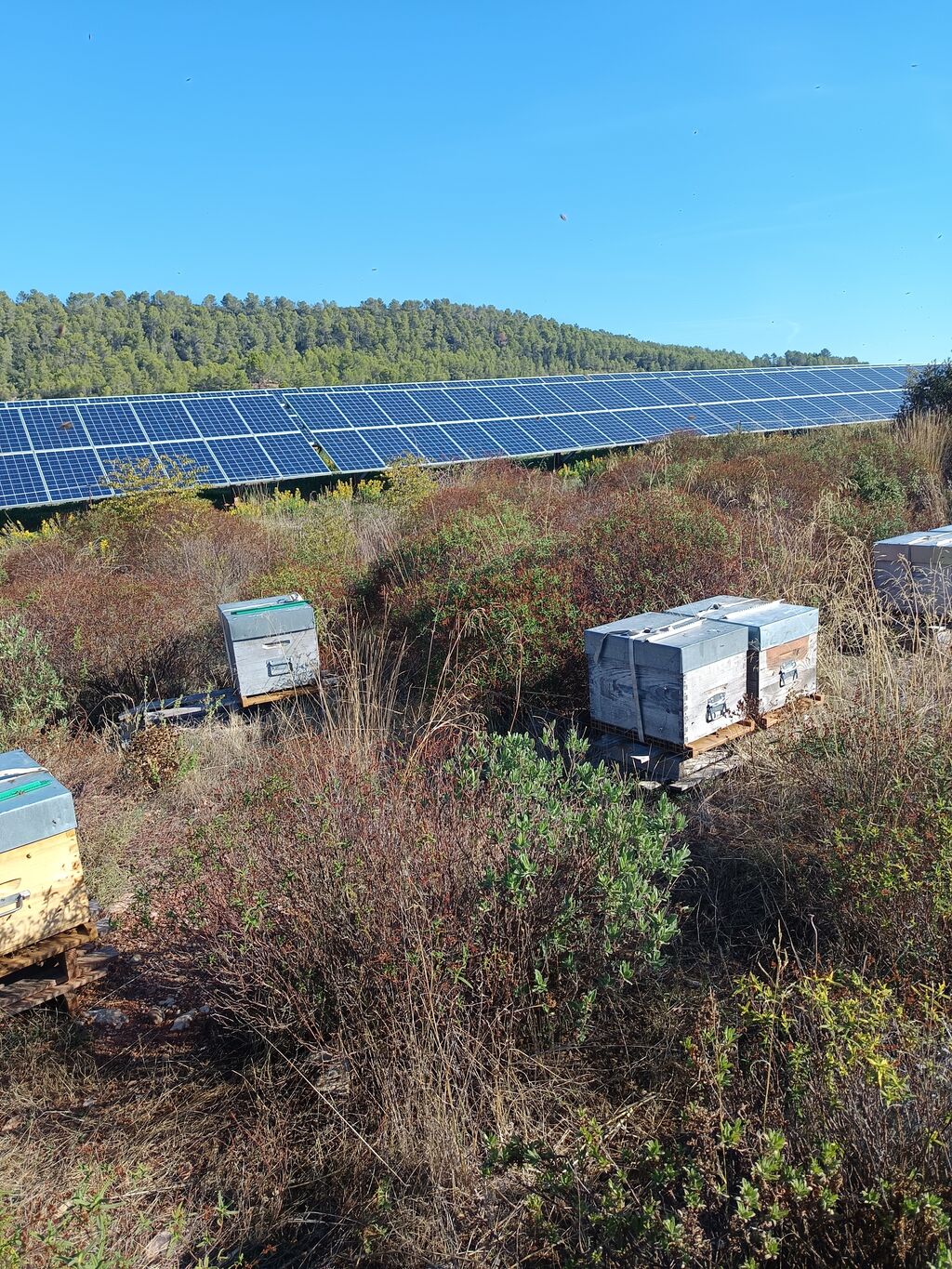 La ruche SONNEDIX SOLEOL I