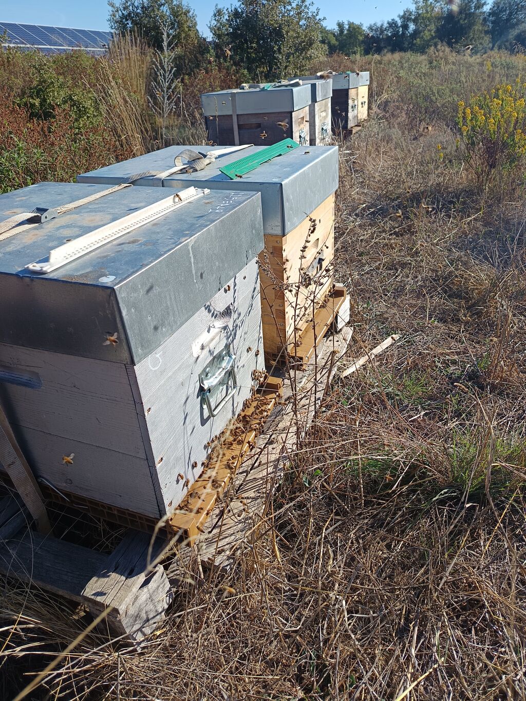 La ruche SONNEDIX SOLEOL I