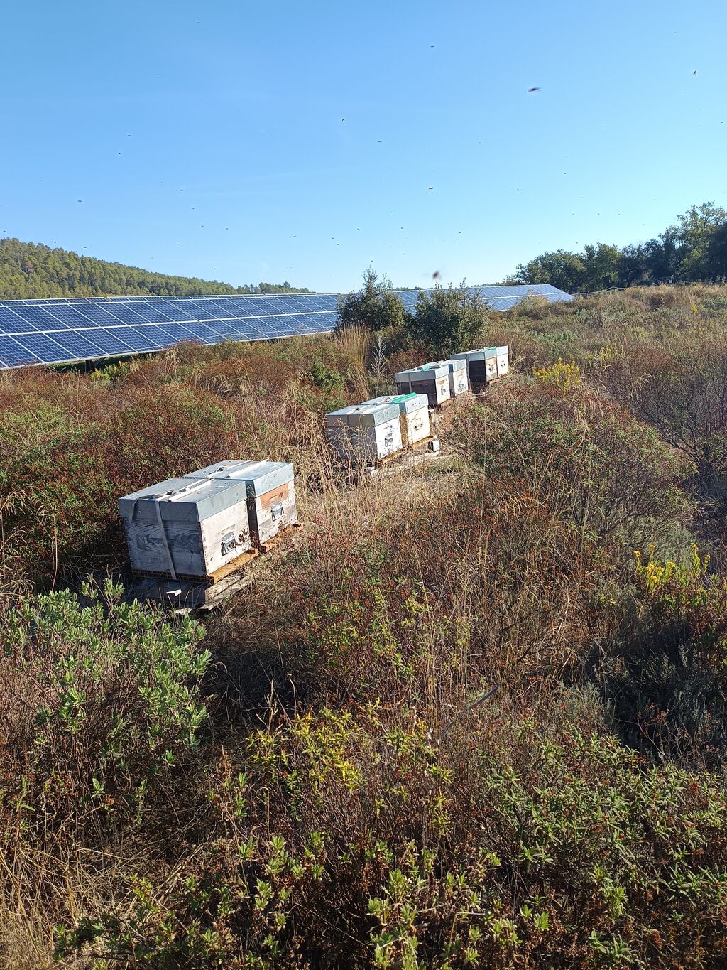 La ruche SONNEDIX SOLEOL I