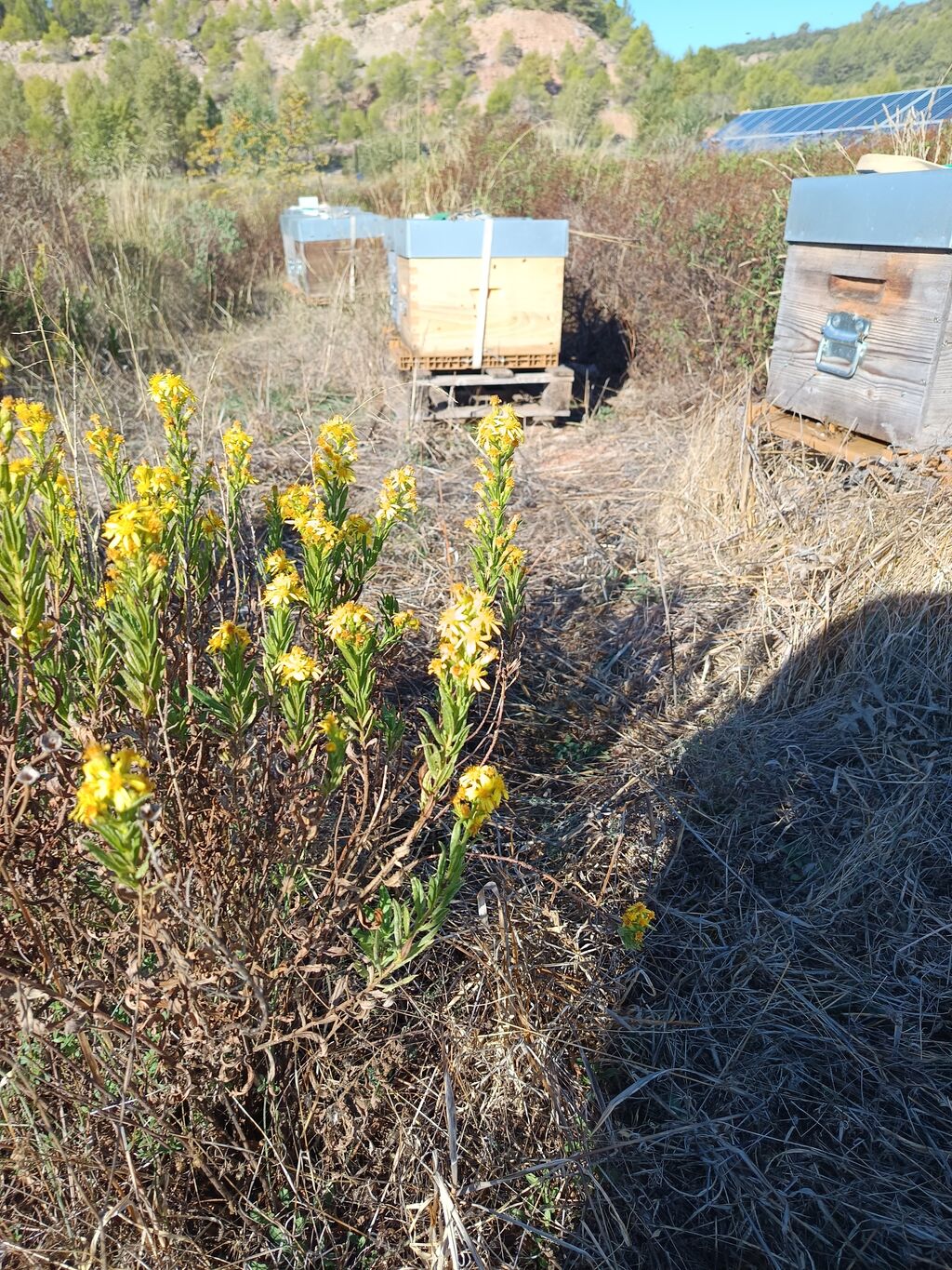 La ruche SONNEDIX SOLEOL I