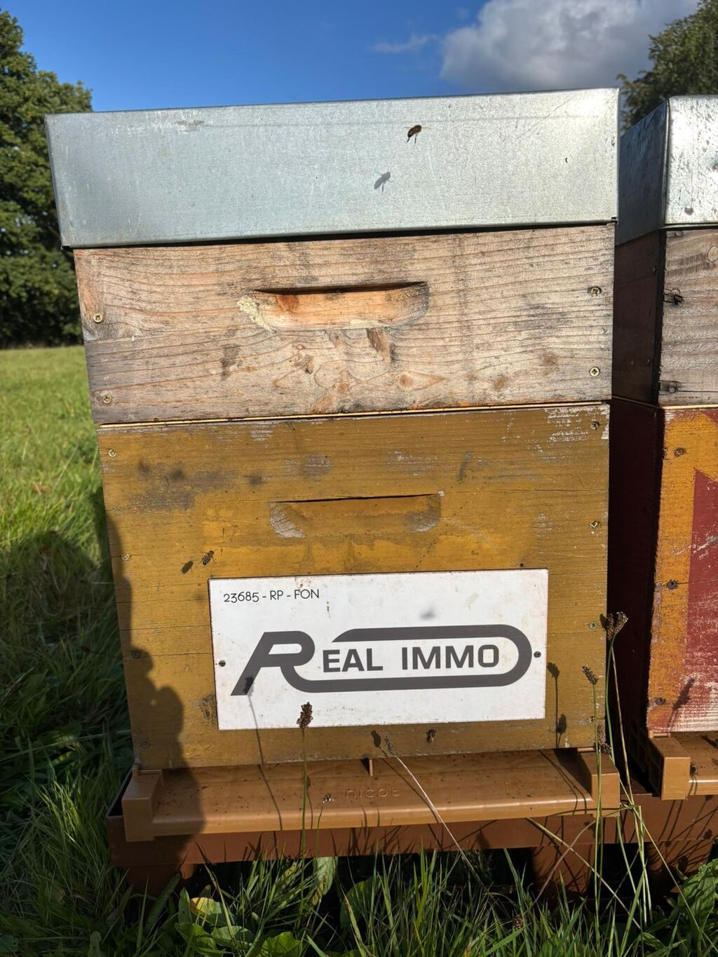 La ruche AGENCE REAL IMMO