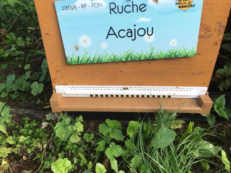La ruche Acajou