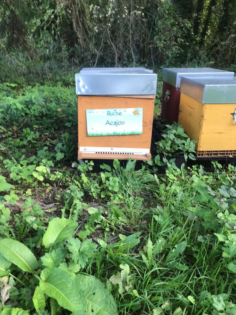La ruche Acajou