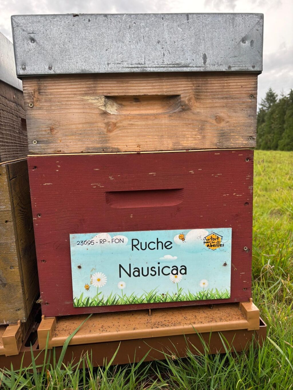 La ruche Nausicaa