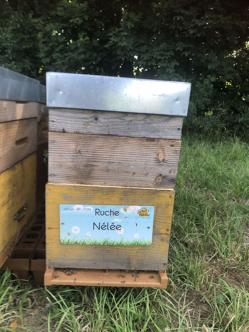 La ruche Nélée