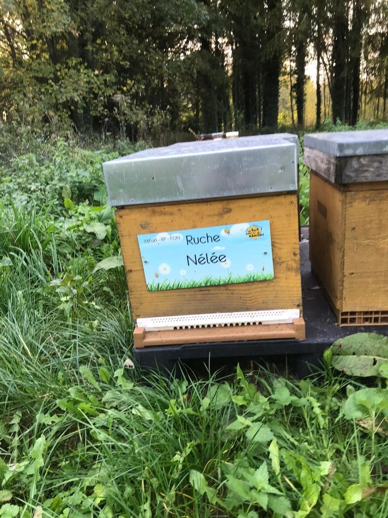 La ruche Nélée