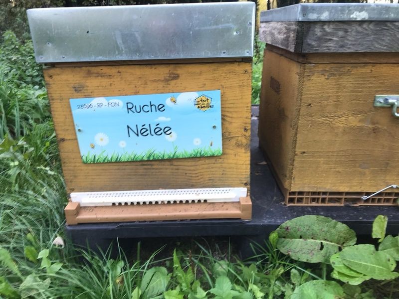La ruche Nélée
