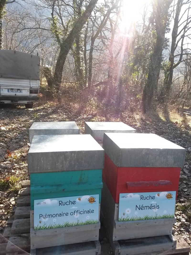 La ruche Némésis