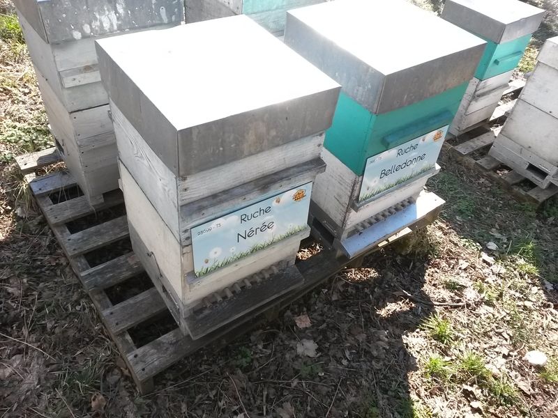 La ruche Nérée