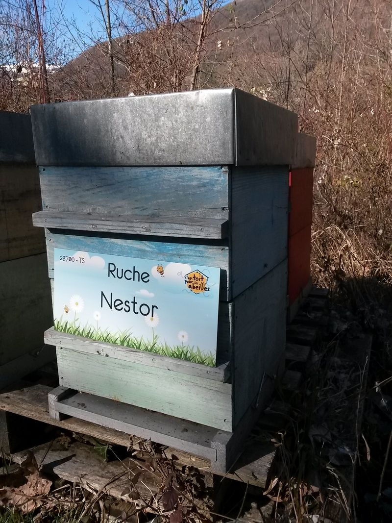 La ruche Nestor