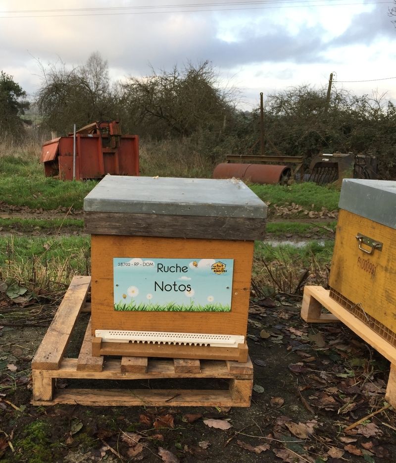 La ruche Notos