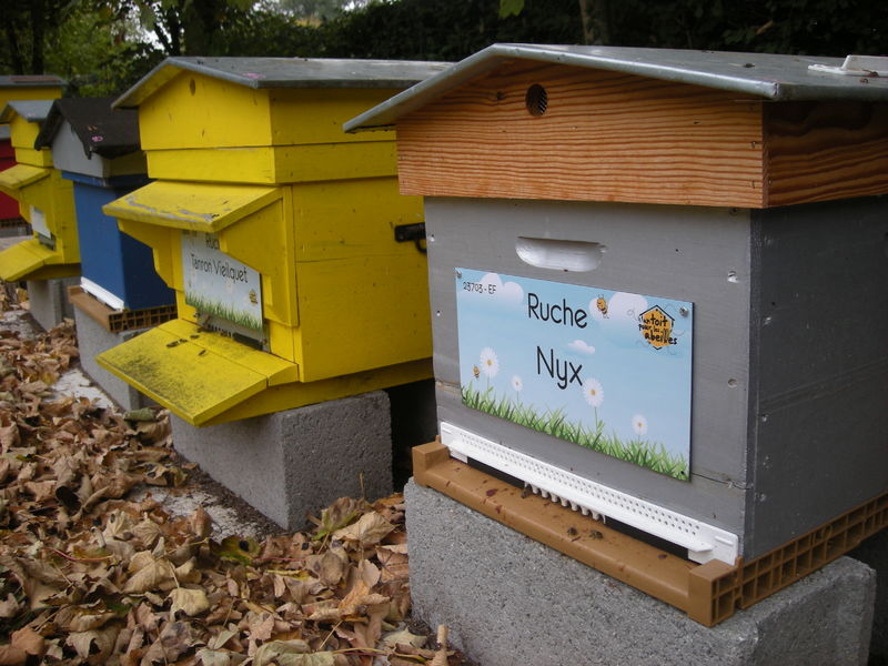 La ruche Nyx