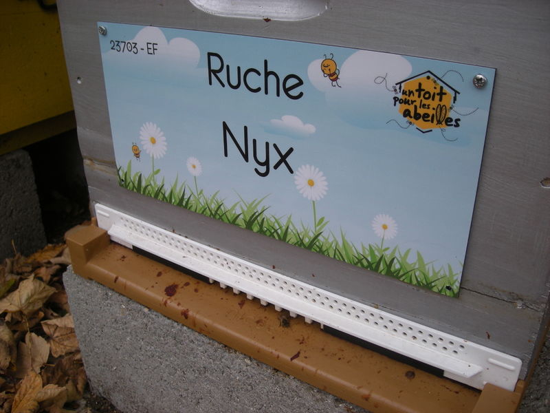 La ruche Nyx
