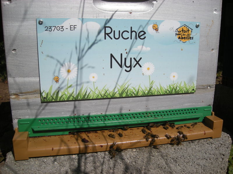 La ruche Nyx